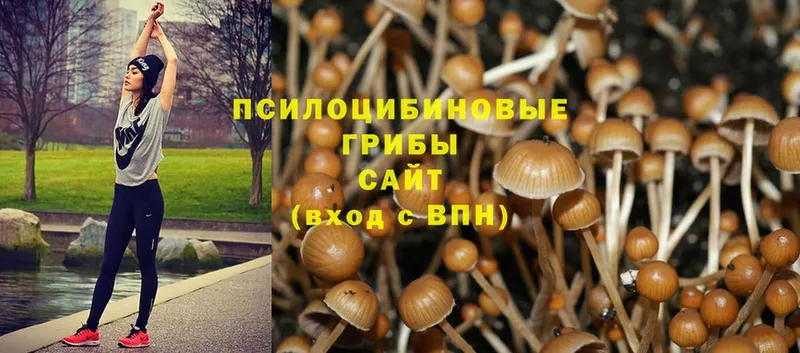 даркнет сайт  площадка формула  Галлюциногенные грибы Psilocybe  Дегтярск  mega ссылки 